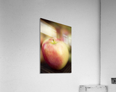 Ambrosia Apple 2 Acrylic Print