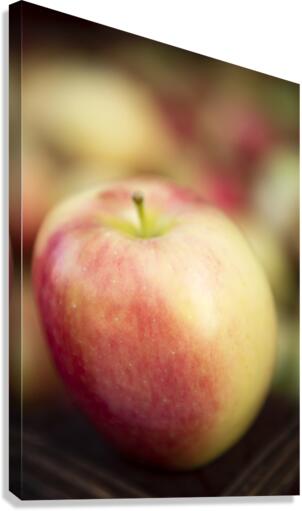 Ambrosia Apple 2 Canvas Print