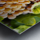 Organic Ripe Pinot Gris Grapes Okanagan Valley Vineyard Metal print