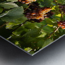 Organic Ripe Pinot Gris Grapes Okanagan Valley Vineyard Metal print