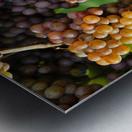 Organic Ripe Pinot Gris Grapes Okanagan Valley Vineyard Metal print