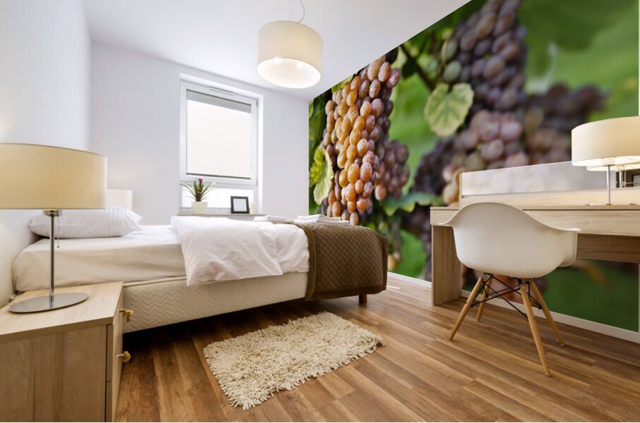 Organic Ripe Pinot Gris Grapes Okanagan Valley Vineyard Mural print
