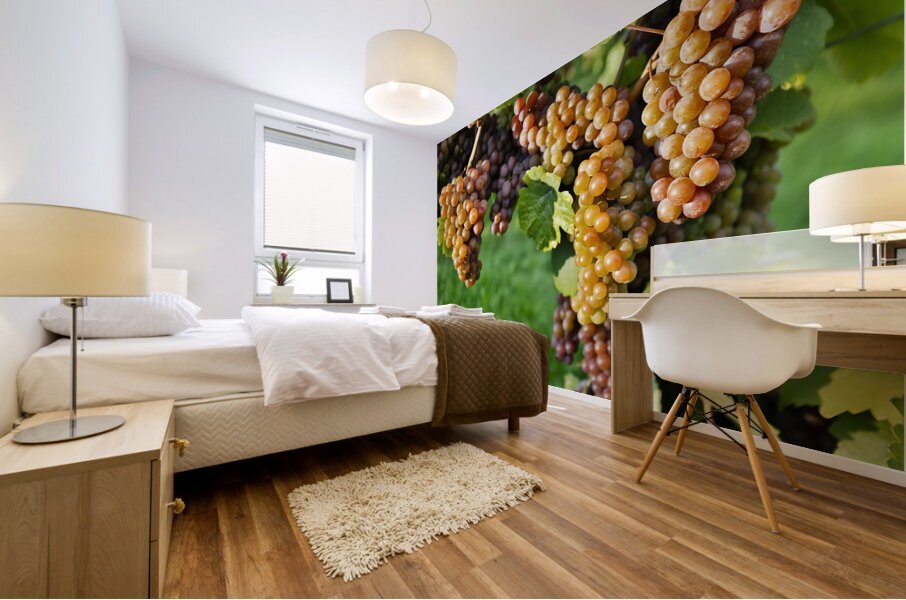 Organic Ripe Pinot Gris Grapes Okanagan Valley Vineyard Mural print