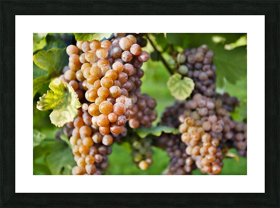 Organic Ripe Pinot Gris Grapes Okanagan Valley Vineyard Picture Frame print