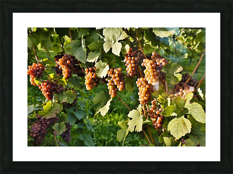 Organic Ripe Pinot Gris Grapes Okanagan Valley Vineyard Picture Frame print