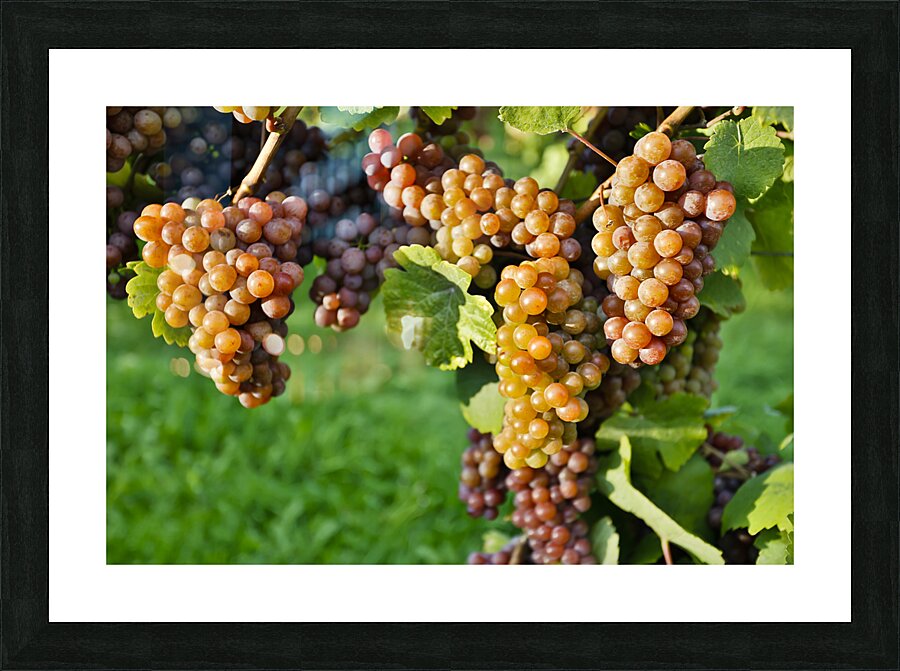 Organic Ripe Pinot Gris Grapes Okanagan Valley Vineyard Picture Frame print