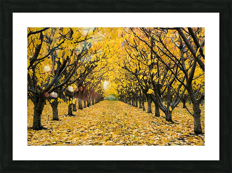 Cherry Orchard  4 Picture Frame print