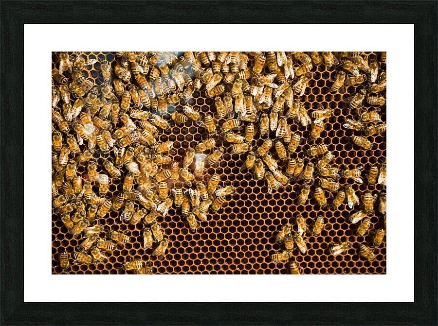 beekeeper  6 Picture Frame print