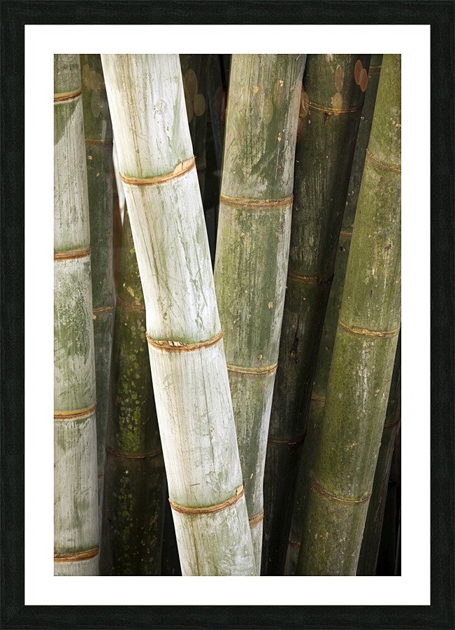 Giant Bamboo  Picture Frame print