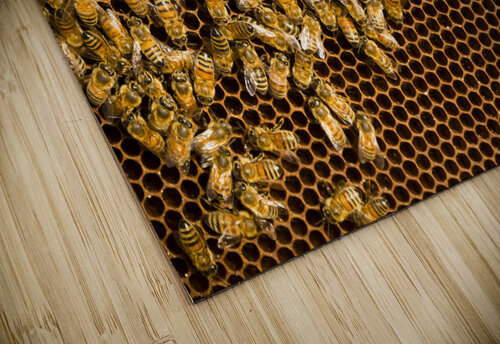 beekeeper  6 Kevin Miller Photography puzzle