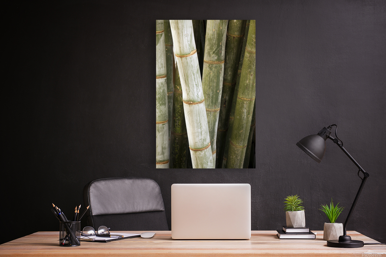 Giant Bamboo  Reproduction
