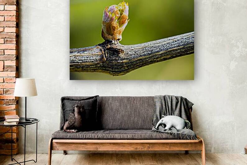 Grapevine Budbreak Vineyard Okanagan Valley by Kevin Miller Photography