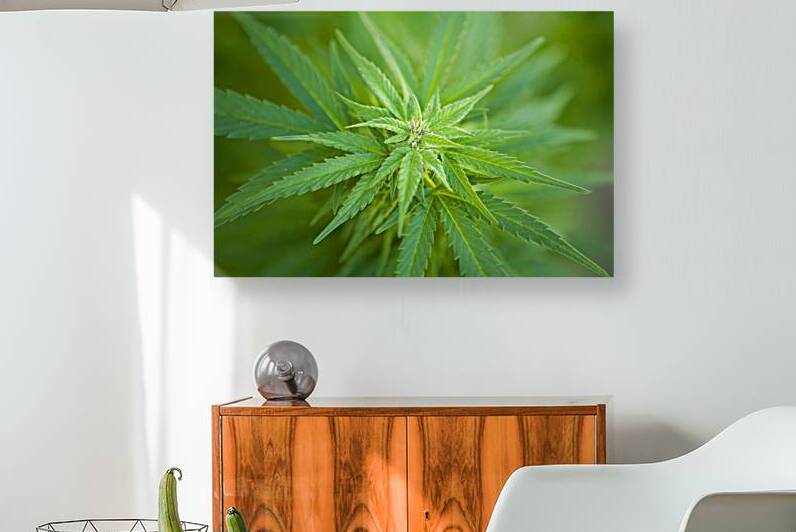 Cannabis Sativa Indica Marijuana Plant by Kevin Miller Photography