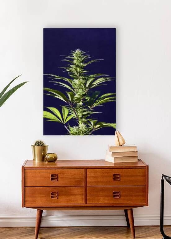 Cannabis Sativa Indica Marijuana Plant by Kevin Miller Photography