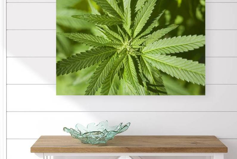 Cannabis Sativa Indica Marijuana Plant by Kevin Miller Photography