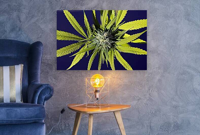 Cannabis Sativa Indica Marijuana Plant by Kevin Miller Photography