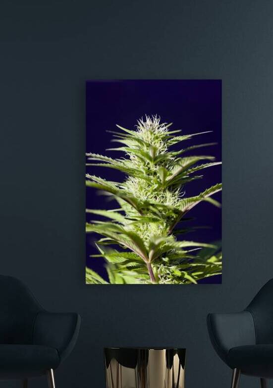 Cannabis Sativa Indica Marijuana Plant by Kevin Miller Photography