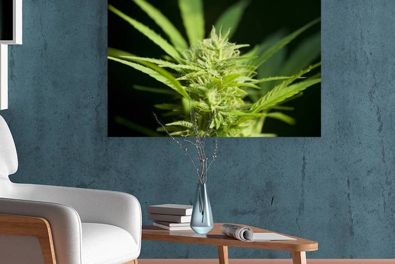 Cannabis Sativa Indica Marijuana Plant by Kevin Miller Photography