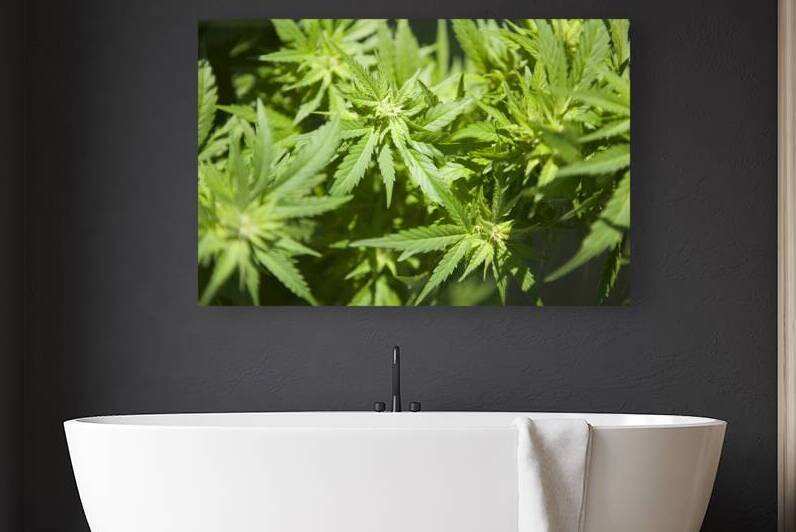 Cannabis Sativa Indica Marijuana Plant by Kevin Miller Photography