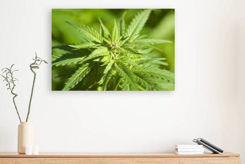 Cannabis Sativa Indica Marijuana Plant by Kevin Miller Photography