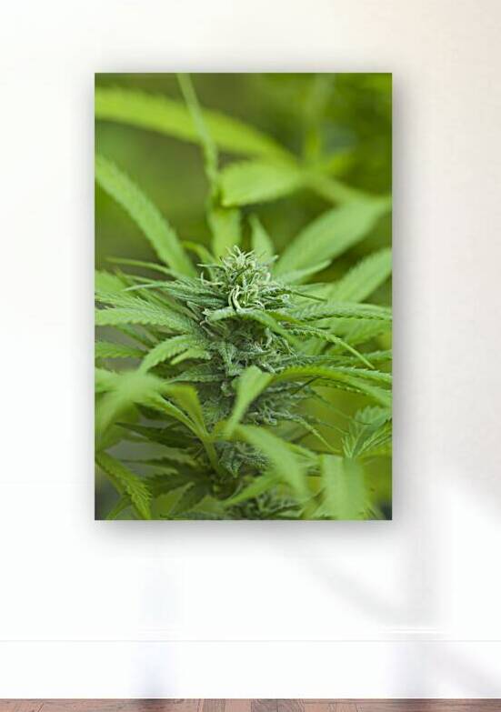 Cannabis Sativa Indica Marijuana Plant by Kevin Miller Photography