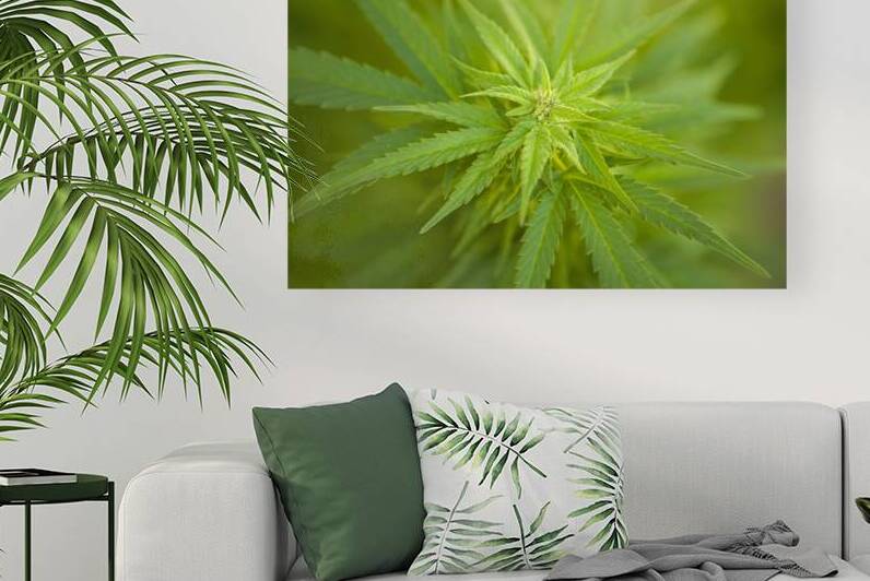 Cannabis Sativa Indica Marijuana Plant by Kevin Miller Photography