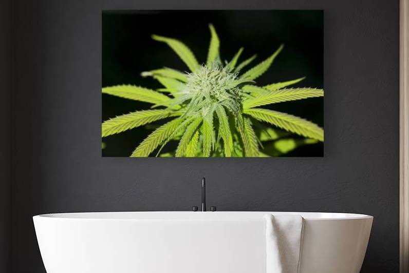 Cannabis Sativa Indica Marijuana Plant by Kevin Miller Photography