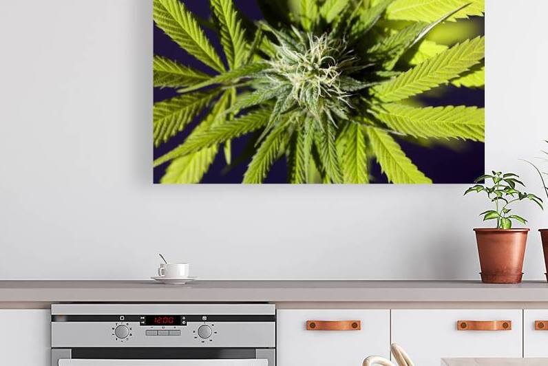 Cannabis Sativa Indica Marijuana Plant by Kevin Miller Photography