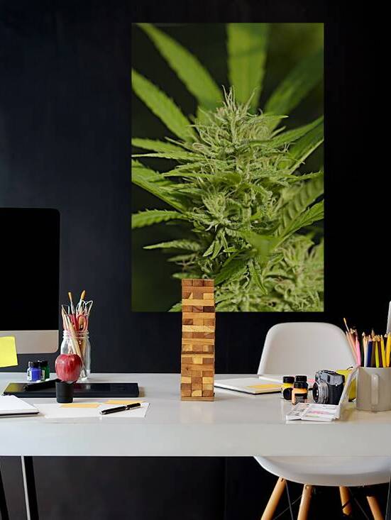 Cannabis Sativa Indica Marijuana Plant by Kevin Miller Photography