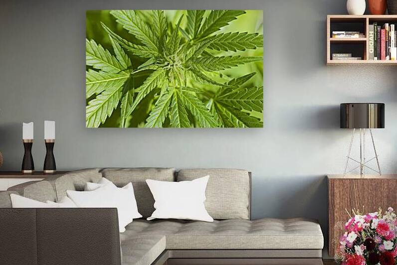 Cannabis Sativa Indica Marijuana Plant by Kevin Miller Photography