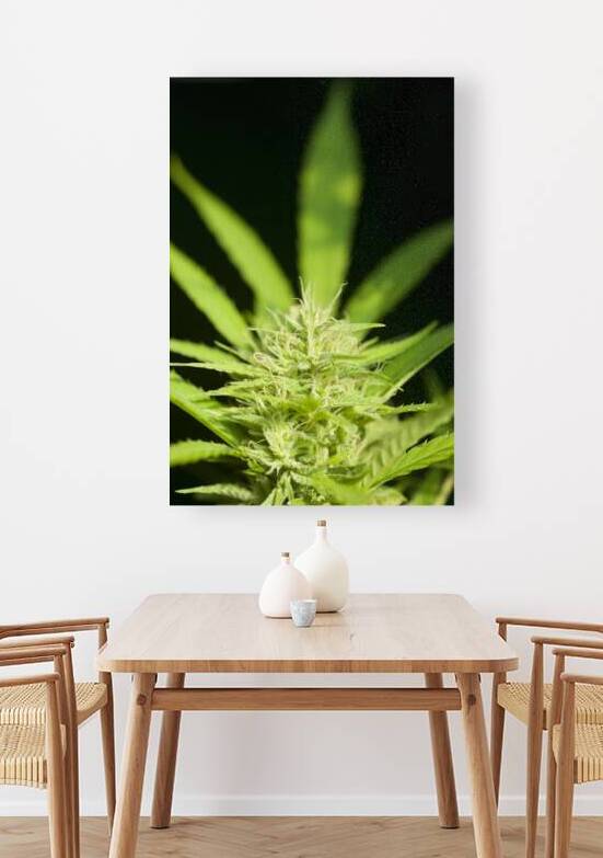 Cannabis Sativa Indica Marijuana Plant by Kevin Miller Photography