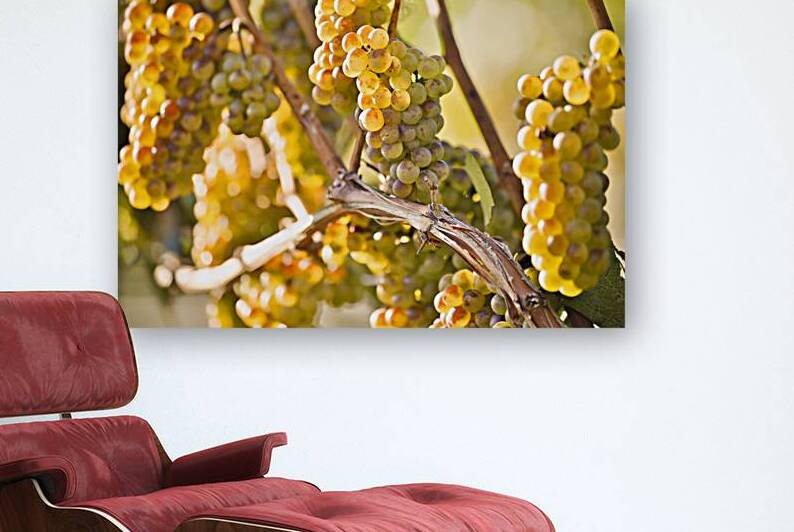 Organic Ripe Chardonnay Grapes Okanagan Valley Vineyard by Kevin Miller Photography