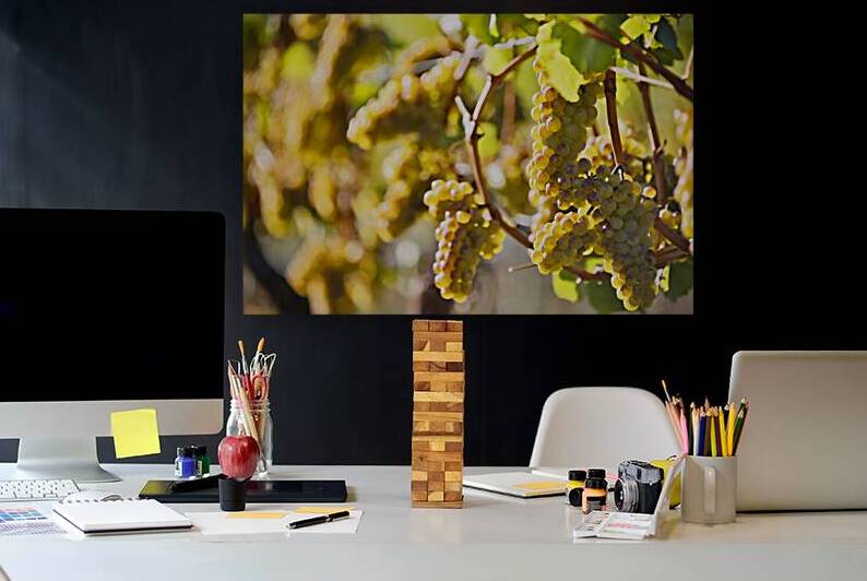 Organic Ripe Chardonnay Grapes Okanagan Valley Vineyard by Kevin Miller Photography
