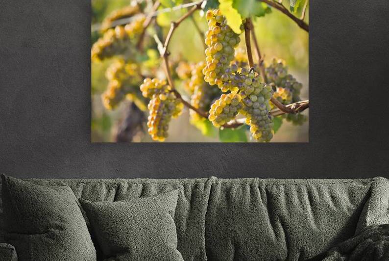 Organic Ripe Chardonnay Grapes Okanagan Valley Vineyard by Kevin Miller Photography