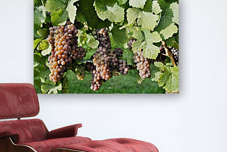 Organic Ripe Pinot Gris Grapes Okanagan Valley Vineyard by Kevin Miller Photography