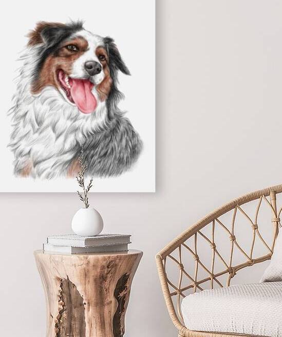 Blue Merle Australian Shepherd by Kevin Miller Photography