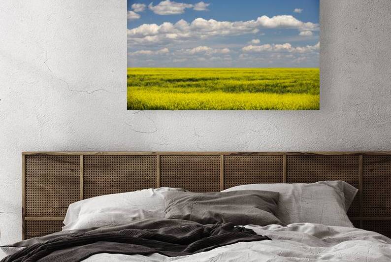 Yellow Canola Field In Bloom Alberta Canada by Kevin Miller Photography