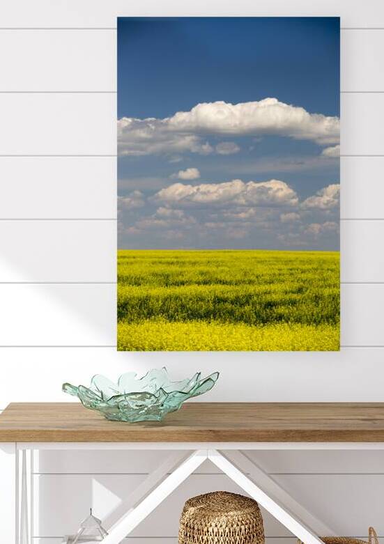 Yellow Canola Field In Bloom Alberta Canada by Kevin Miller Photography