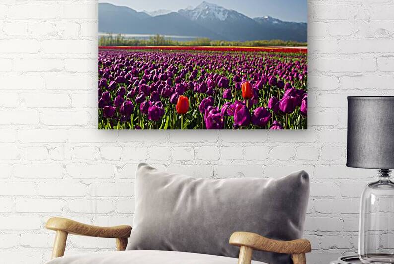 Cultivated Tulip Field Fraser Valley Mount Cheam Peak by Kevin Miller Photography