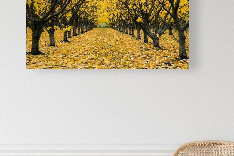 Cherry Orchard  4 by Kevin Miller Photography