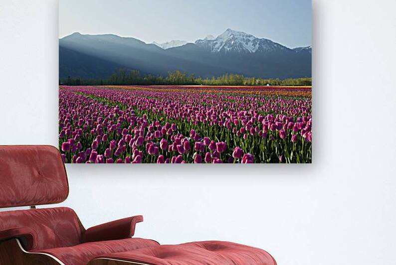 Cultivated Tulip Field Fraser Valley Mount Cheam Peak by Kevin Miller Photography