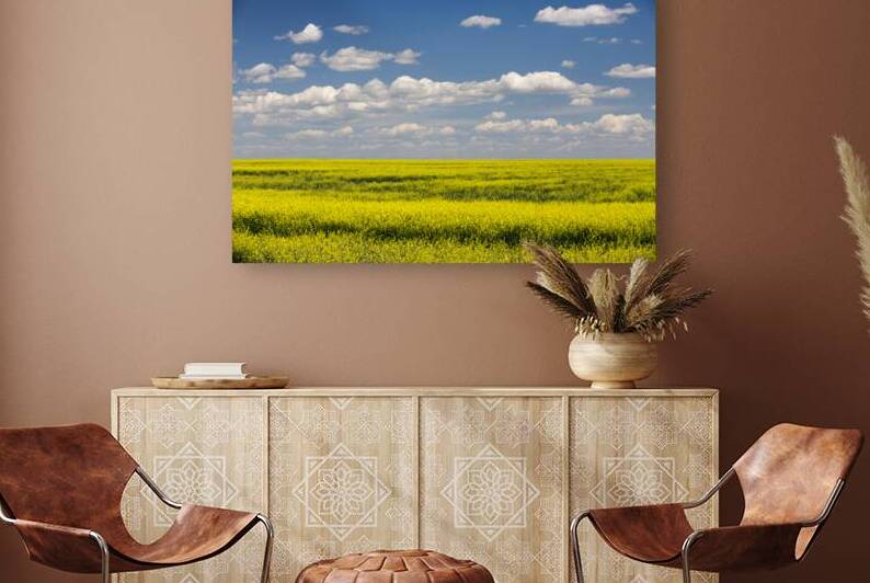 Yellow Canola Field In Bloom Alberta Canada by Kevin Miller Photography