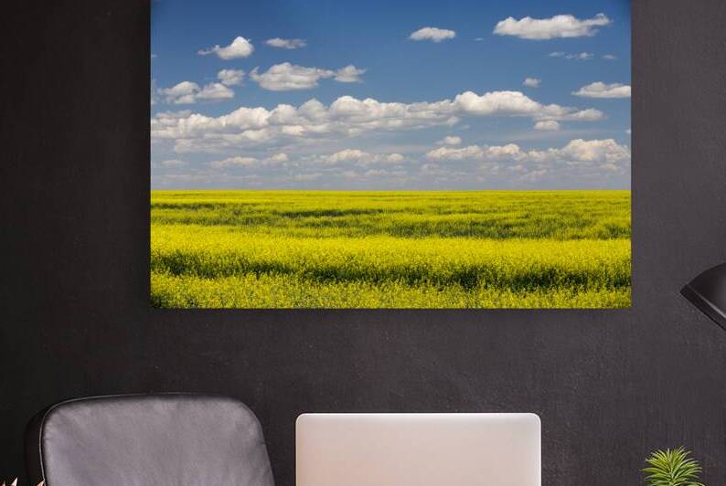 Yellow Canola Field In Bloom Alberta Canada by Kevin Miller Photography