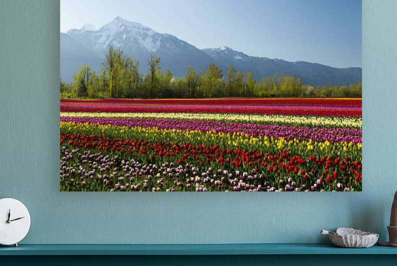 Rows of multicolored tulips during the Tulips of the Valley Festival located in the Fraser Valley British Columbia Canada. The peak of Mount Cheam is in the background of the tulip fields.  by Kevin Miller Photography
