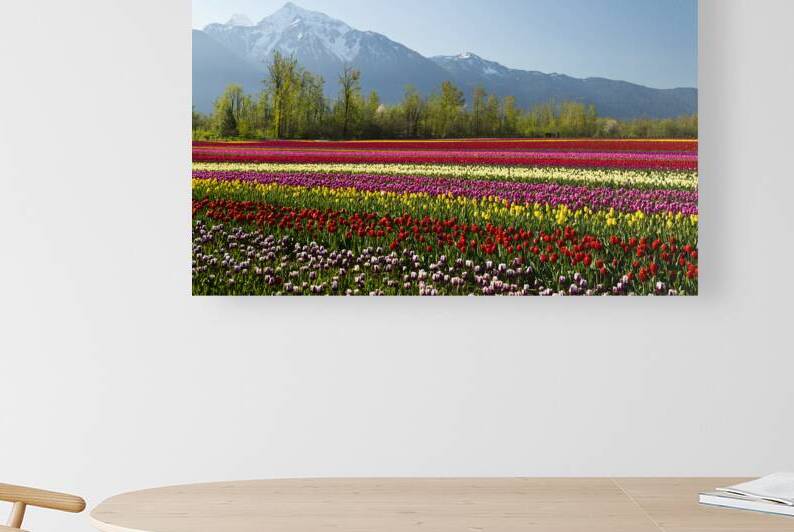 Cultivated Tulip Field Fraser Valley Mount Cheam Peak by Kevin Miller Photography