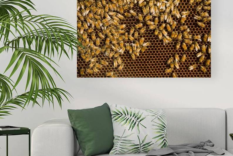 beekeeper  6 by Kevin Miller Photography