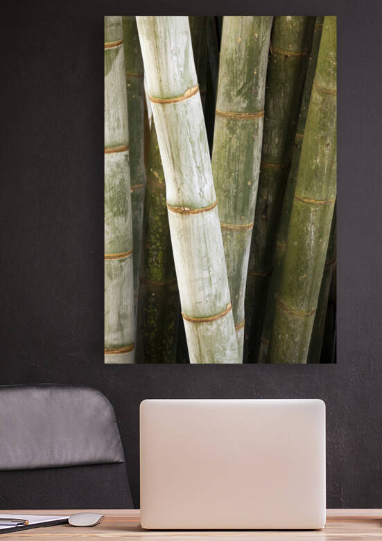 Giant Bamboo  by Kevin Miller Photography