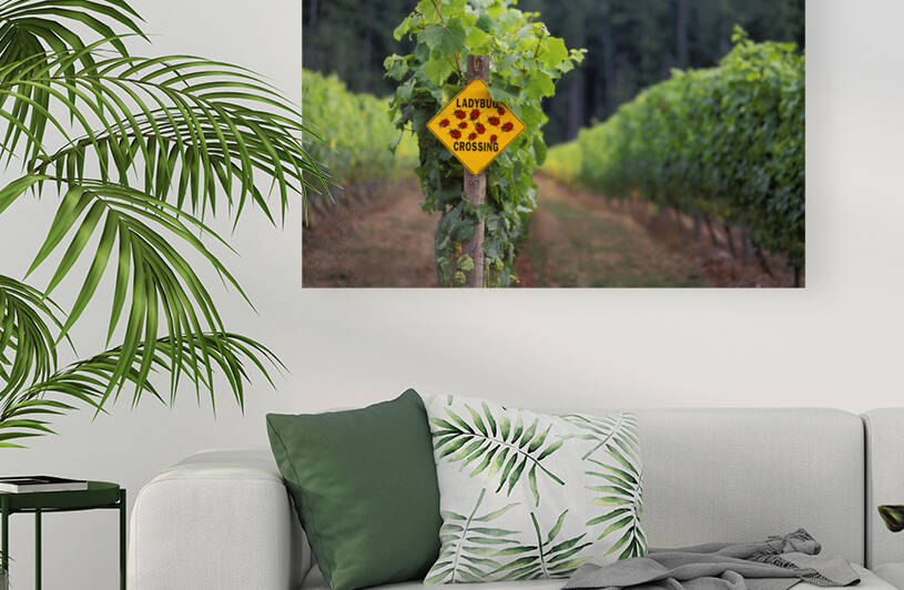 ladybug crossing winery vineyard okanagan valley by Kevin Miller Photography