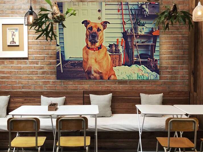 Black mouth cur dog. by Kevin Miller Photography