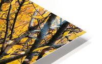 Cherry Orchard  4 HD Metal print